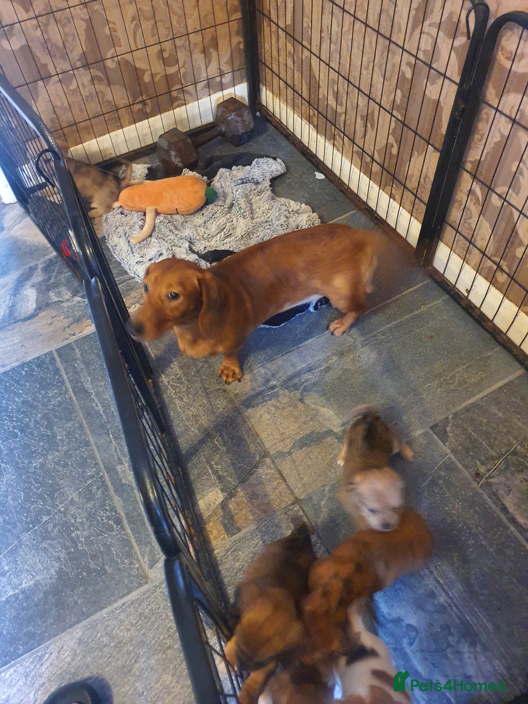 Mixed Breed dogs for sale: Dashound x shih tuz  - Image 11