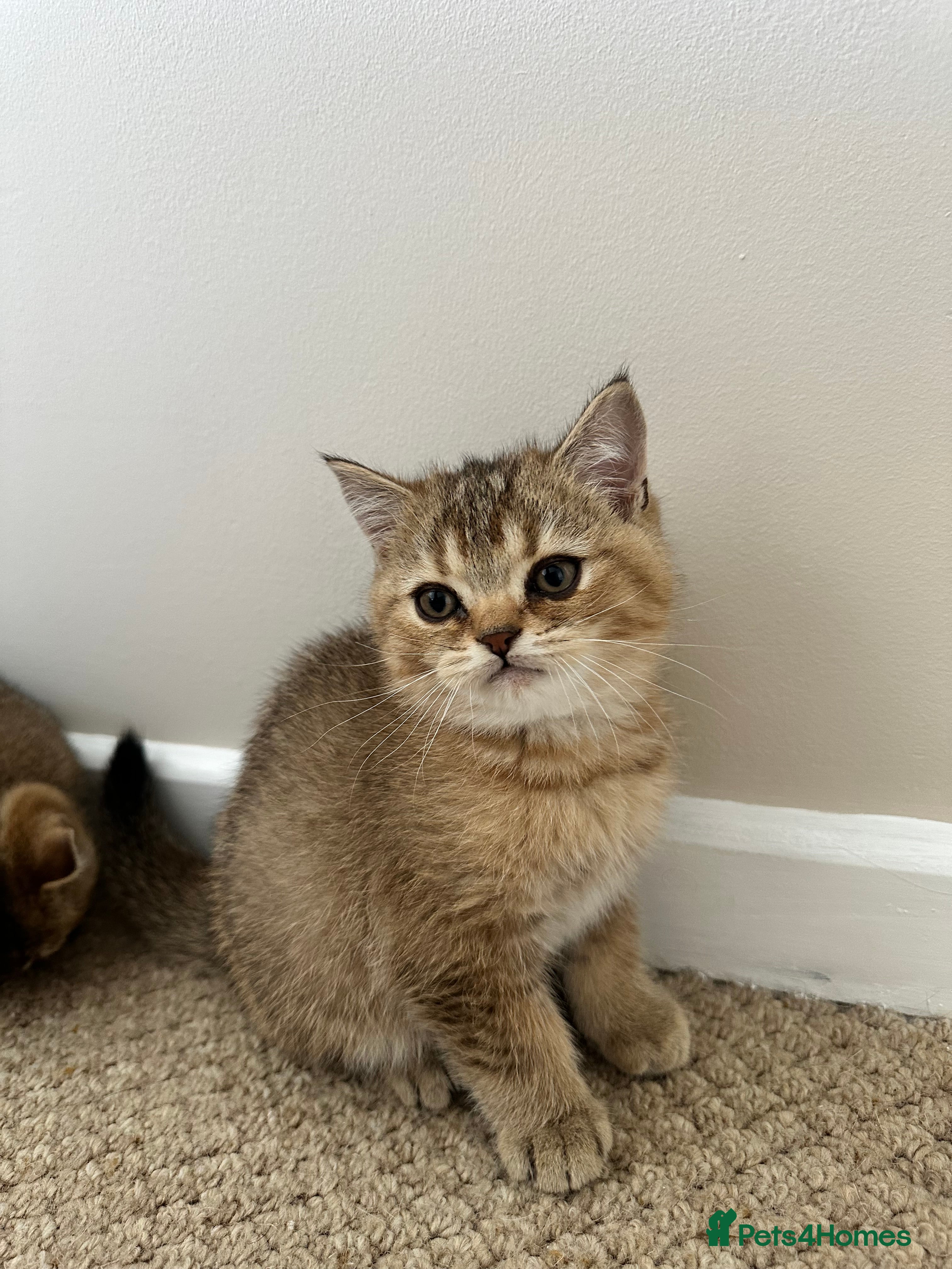 Mixed Breed cats for sale: British Shorthairs x Scottish Fold Kittens - Advert 8