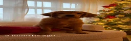 Golden Retriever dogs for sale: 9-Month-Old Male Pedigree Golden Retriever  - Advert 4