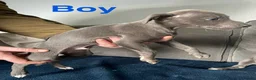 Whippet dogs for sale: Stunning whippet puppies - Advert 9