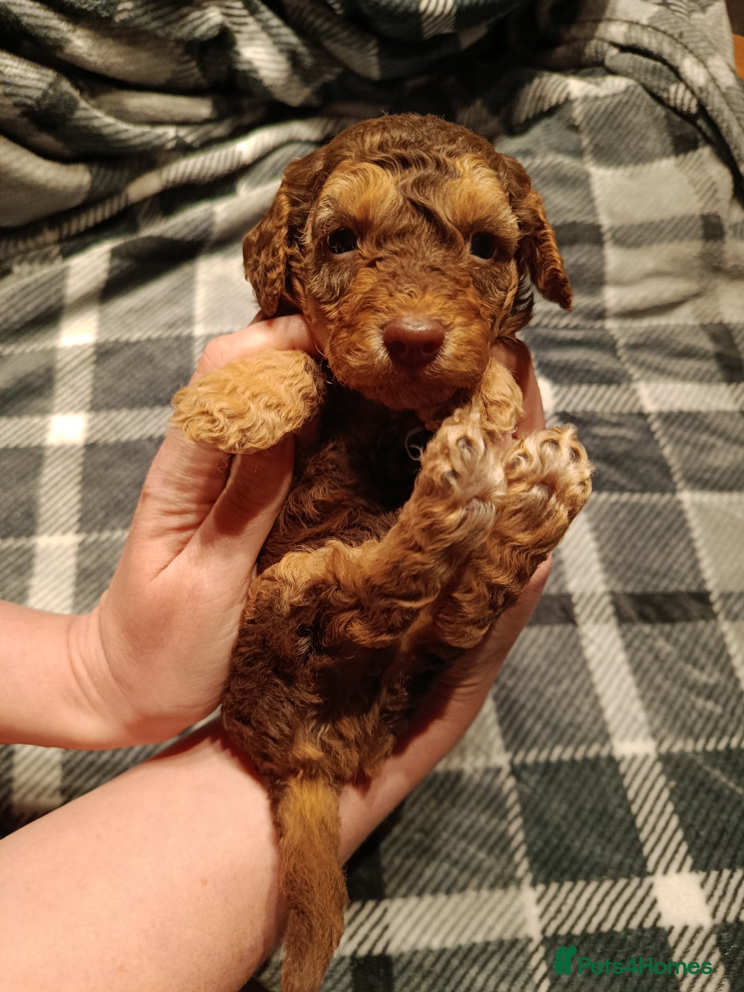 Cockapoo dogs for sale: F1b Cockapoos ** 2 left. - Advert 6