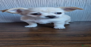 Chihuahua dogs - Advert 10