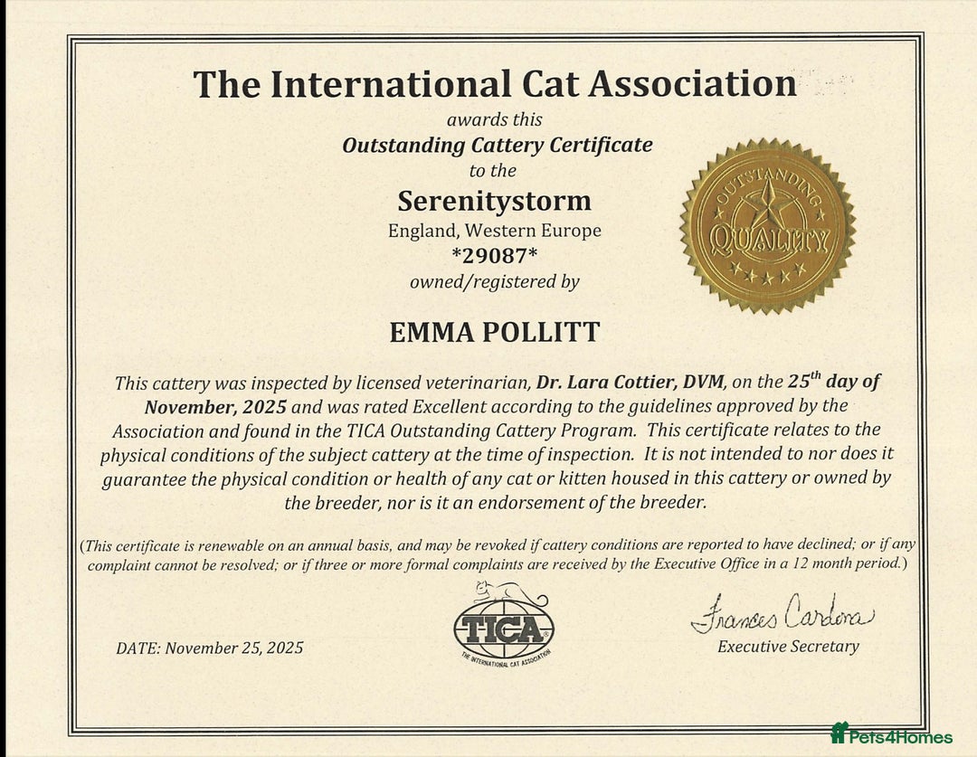 Bengal cats for sale: 🏆Show winning parents. 7 Stunning Bengal Babies💯 - Advert 6