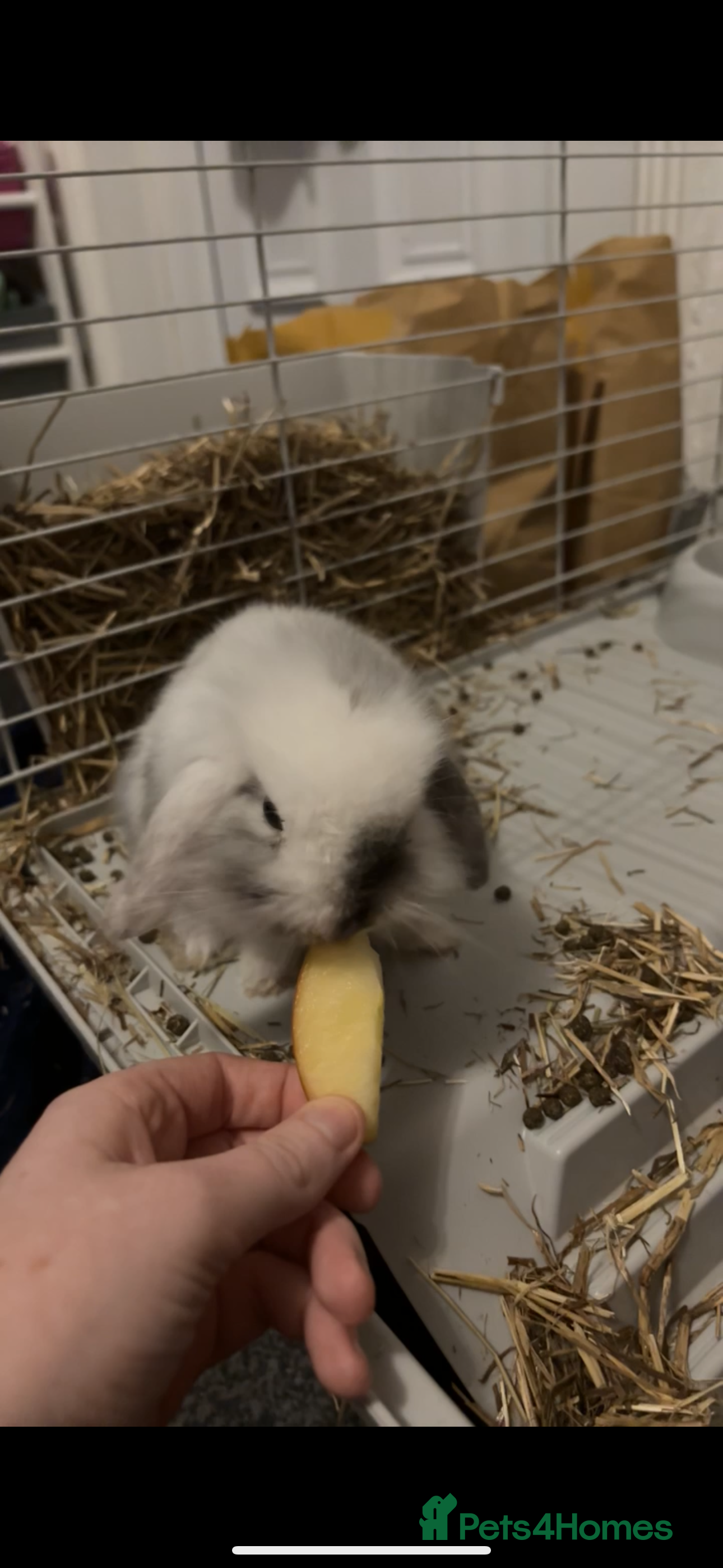 Mini Lion Lop rabbits Male rabbit - Advert 2