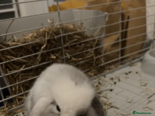 Mini Lion Lop rabbits Male rabbit - Advert 2