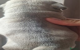 Pug dogs for sale: RARE Pug puppies  - Advert 4