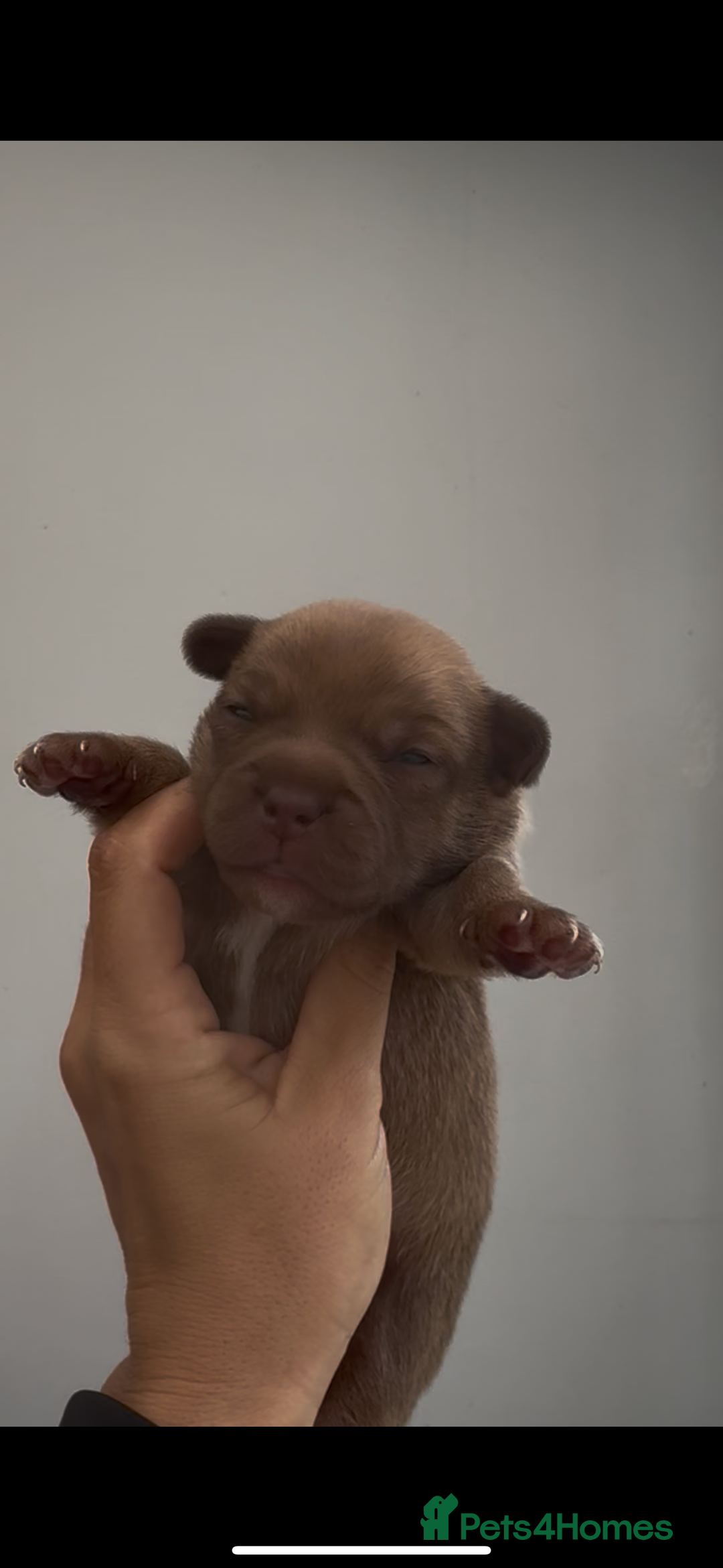 Jack Russell dogs for sale: Jack Russell puppy’s.  - Advert 3