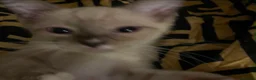 Ragdoll cats for sale: Gorgeous Ragdoll Kittens Looking for Forever Homes - Advert 8