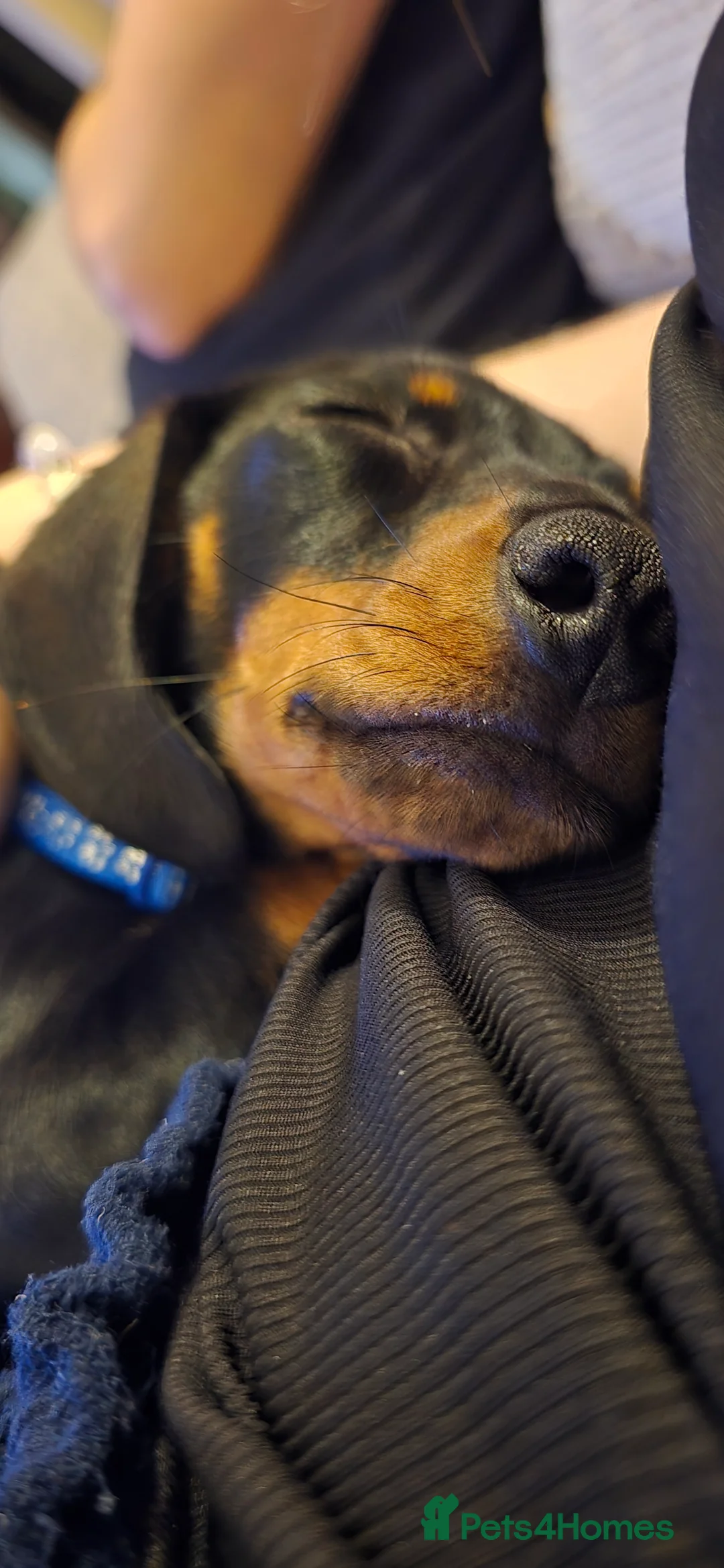 Dachshund dogs for sale: Dachsund 6month Old Puppy in Wimborne - Advert 6