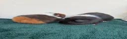 Guinea Pig rodents for sale: Pair of female baby Guinea pigs  - Advert 5