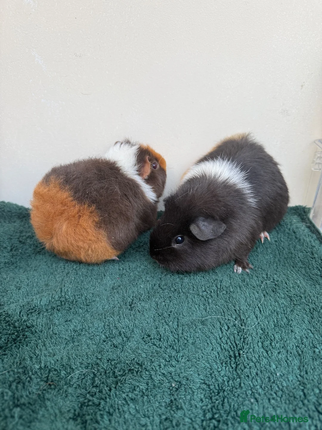 Guinea Pig rodents for sale: Pair of female baby Guinea pigs  - Advert 5