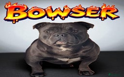 Staffordshire Bull Terrier dogs for sale: TEDDY BEAR STAFFS 🧸 NOW AVAILABLE 😍😍 - Image 7