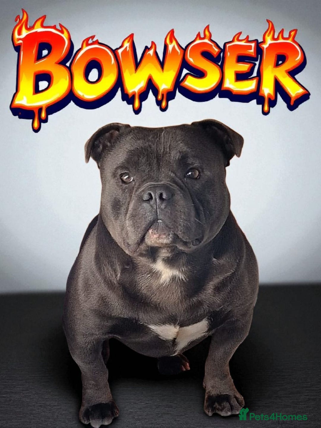 Staffordshire Bull Terrier dogs for sale: TEDDY BEAR STAFFS 🧸 NOW AVAILABLE 😍😍 - Image 7