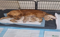 Golden Retriever dogs for sale: 7 beautiful Golden Retriever puppies  - Advert 2