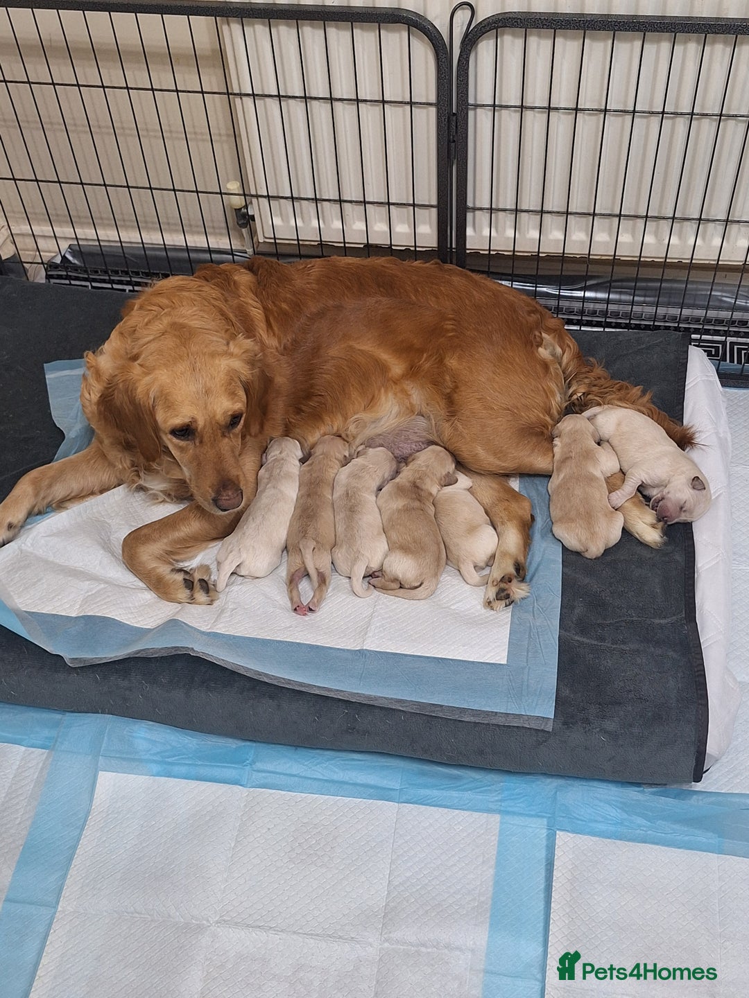 Golden Retriever dogs for sale: 7 beautiful Golden Retriever puppies  - Advert 2