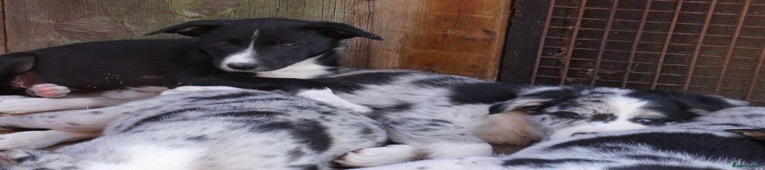 Border Collie Puppy 7
