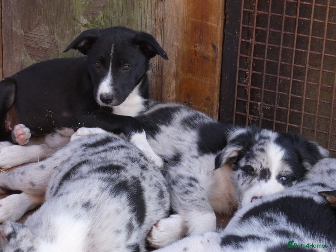 Border Collie dogs for sale: Red, and blue merle, tri, b/w collies farm reared - Image 15