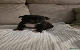 Staffordshire Bull Terrier dogs for sale: 3 Beautiful little staff boys - Image 10