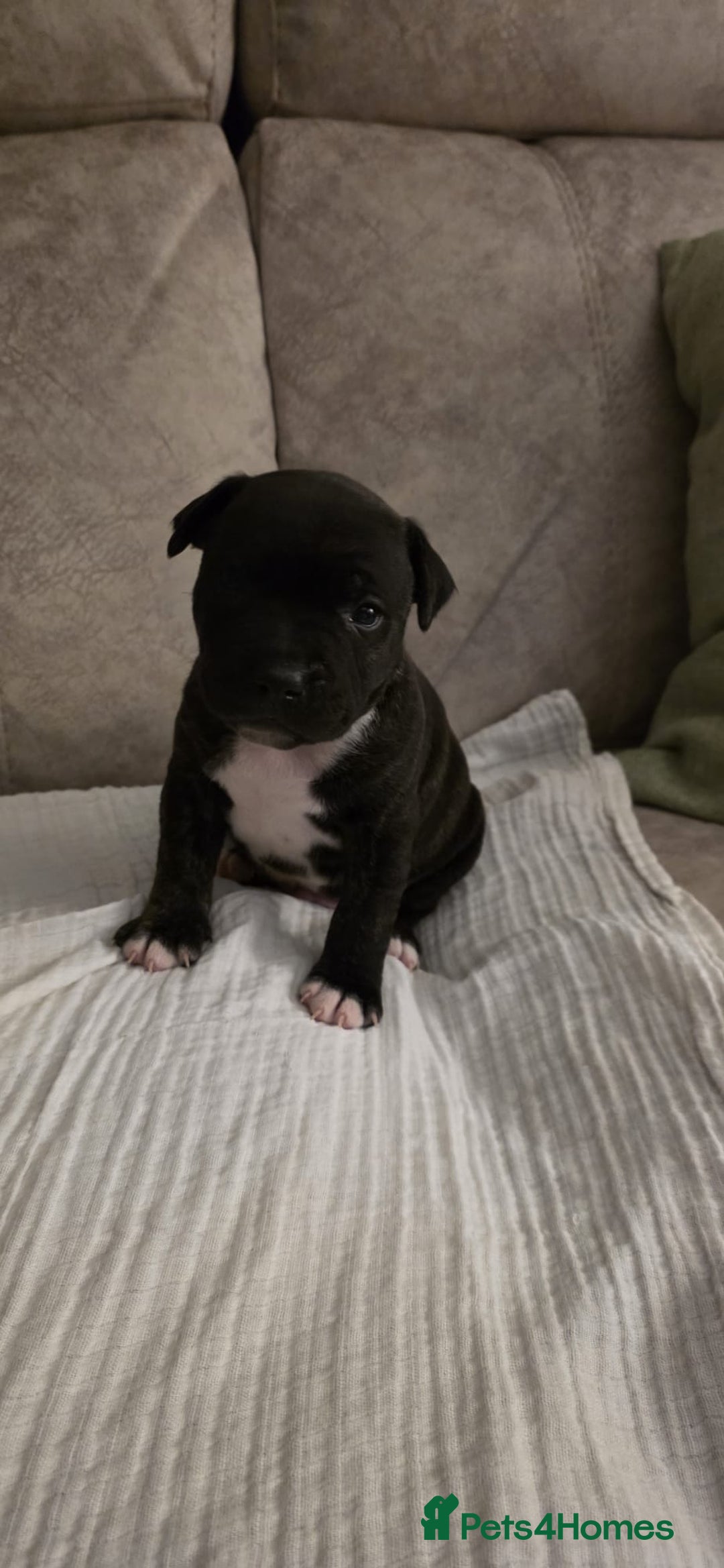 Staffordshire Bull Terrier dogs for sale: 3 Beautiful little staff boys - Image 10
