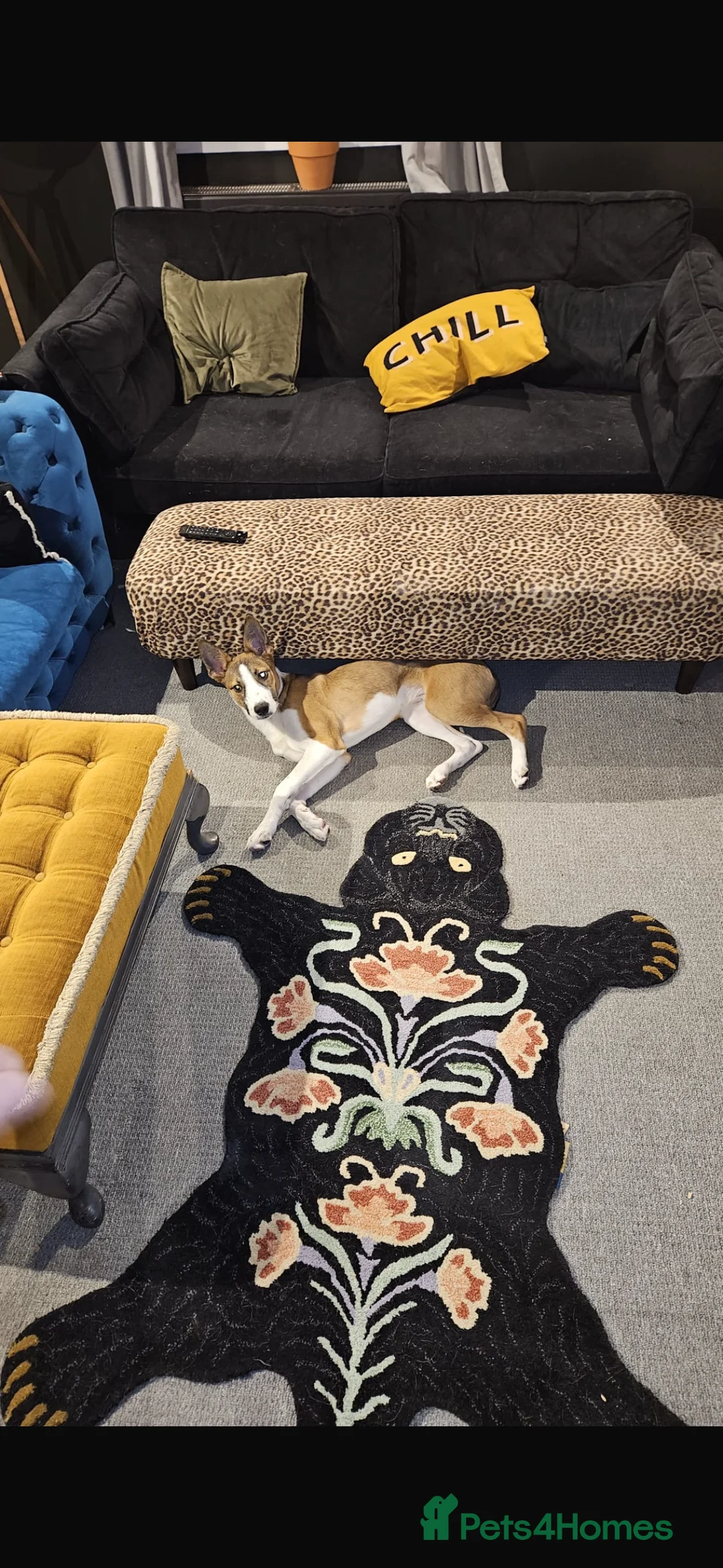 Mixed Breed dogs for sale: Six month old collie lurcher pup - Advert 2