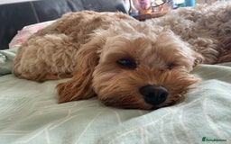 Cavapoo dogs for sale: Gorgeous Rare-Colouring Cavapoo Puppies - Image 15