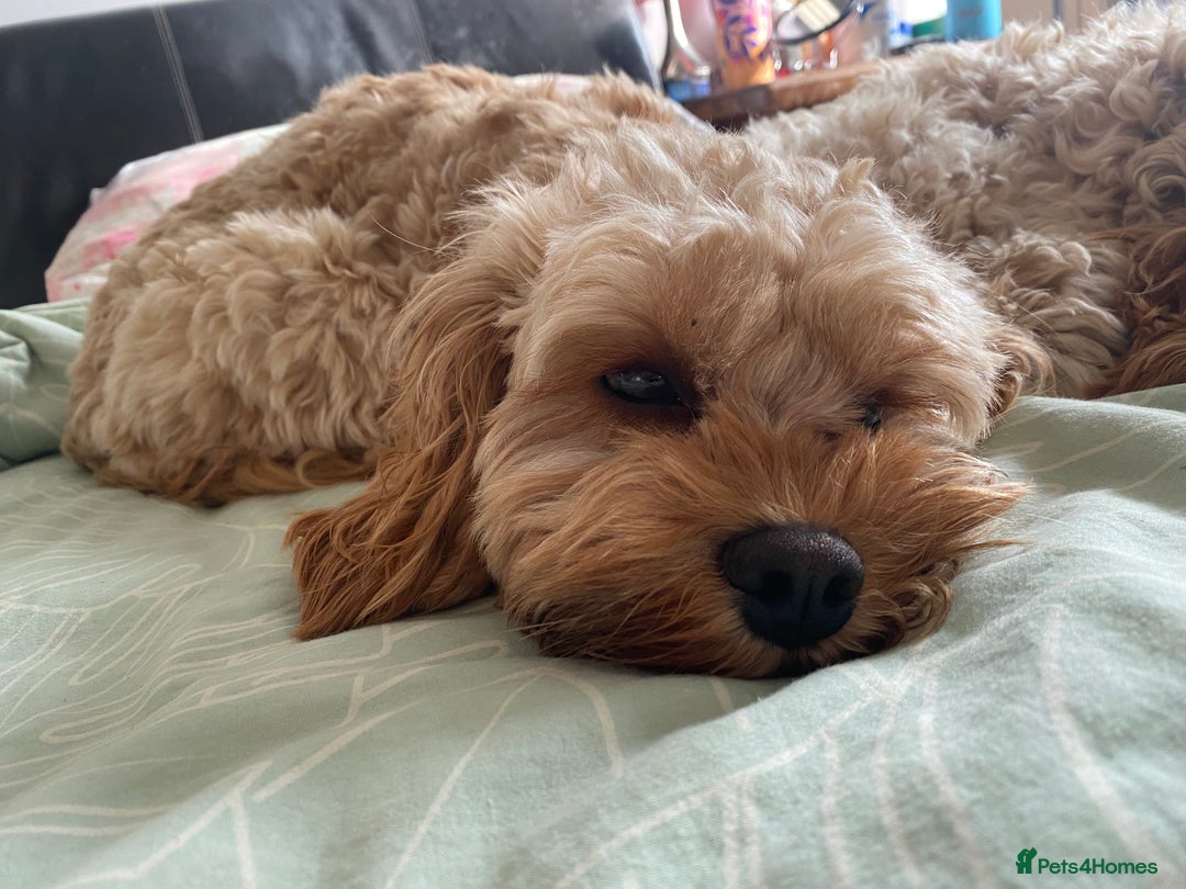 Cavapoo dogs for sale: Gorgeous Rare-Colouring Cavapoo Puppies - Image 15