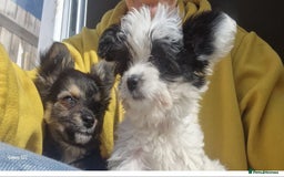 Jackapoo dogs for sale: Jackapoo  - Image 3