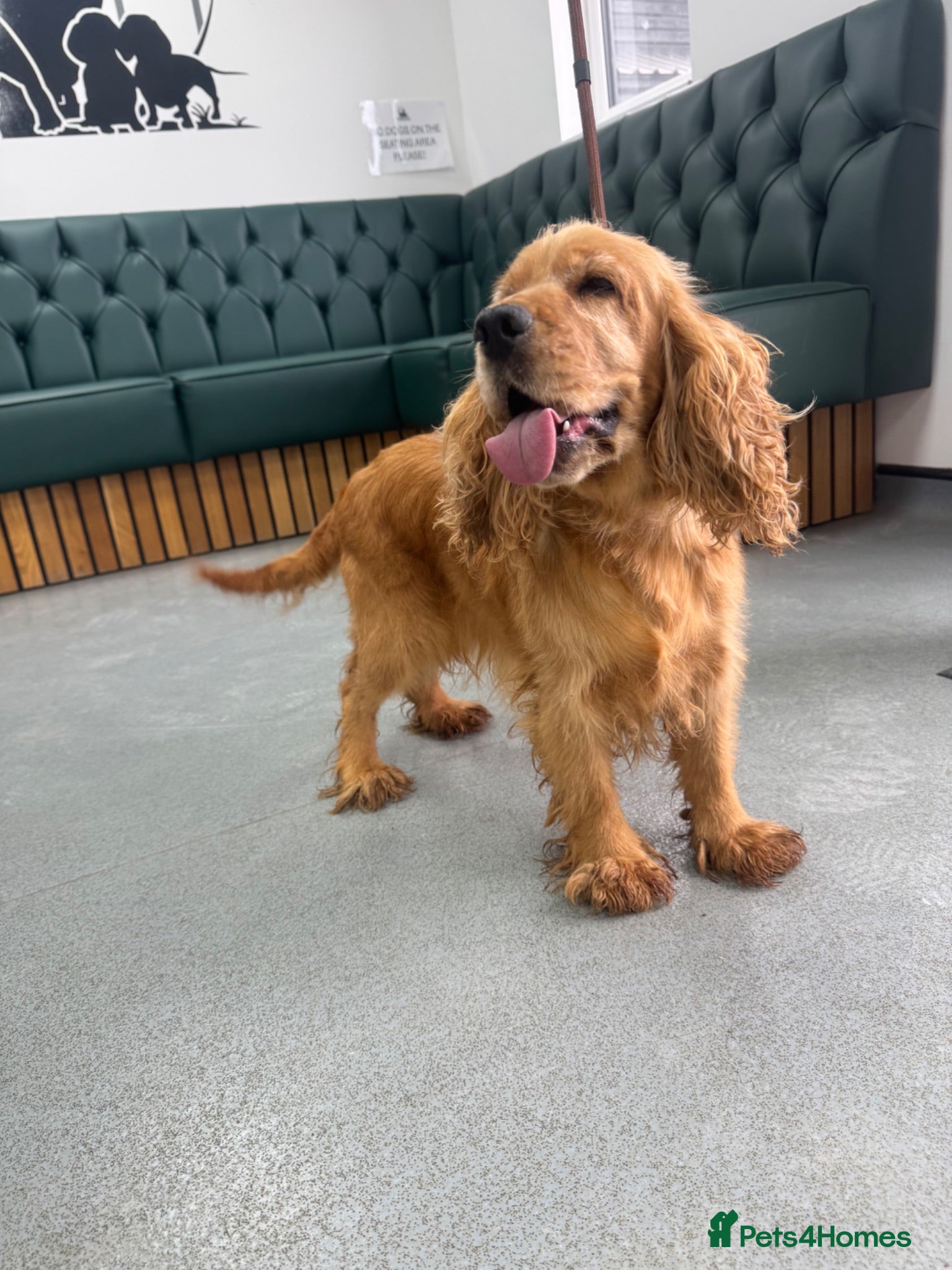 Cocker Spaniel dogs Adult show cocker spaniel  - Advert 2
