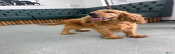 Cocker Spaniel dogs for sale: Adult show cocker spaniel  - Advert 2