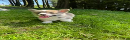 Welsh Corgi Pembroke dogs for sale: Beautiful Natural Bob Tail Pembrokeshire Pups - Advert 6