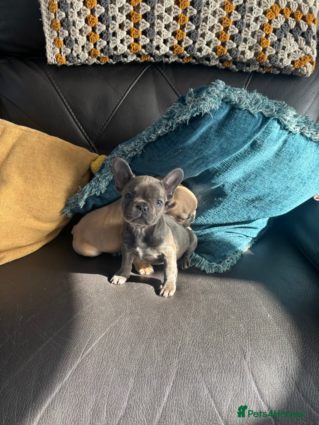 French Bulldog dogs for sale: French bull dog puppies  - Image 3