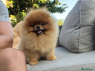 Pomeranian dogs Pomerian Stud dog Top Top Quality-teddy face boy in Deeside - Advert 2
