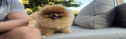 Pomeranian dogs for stud: Pomerian Stud dog Top Top Quality-teddy face boy in Deeside - Advert 1
