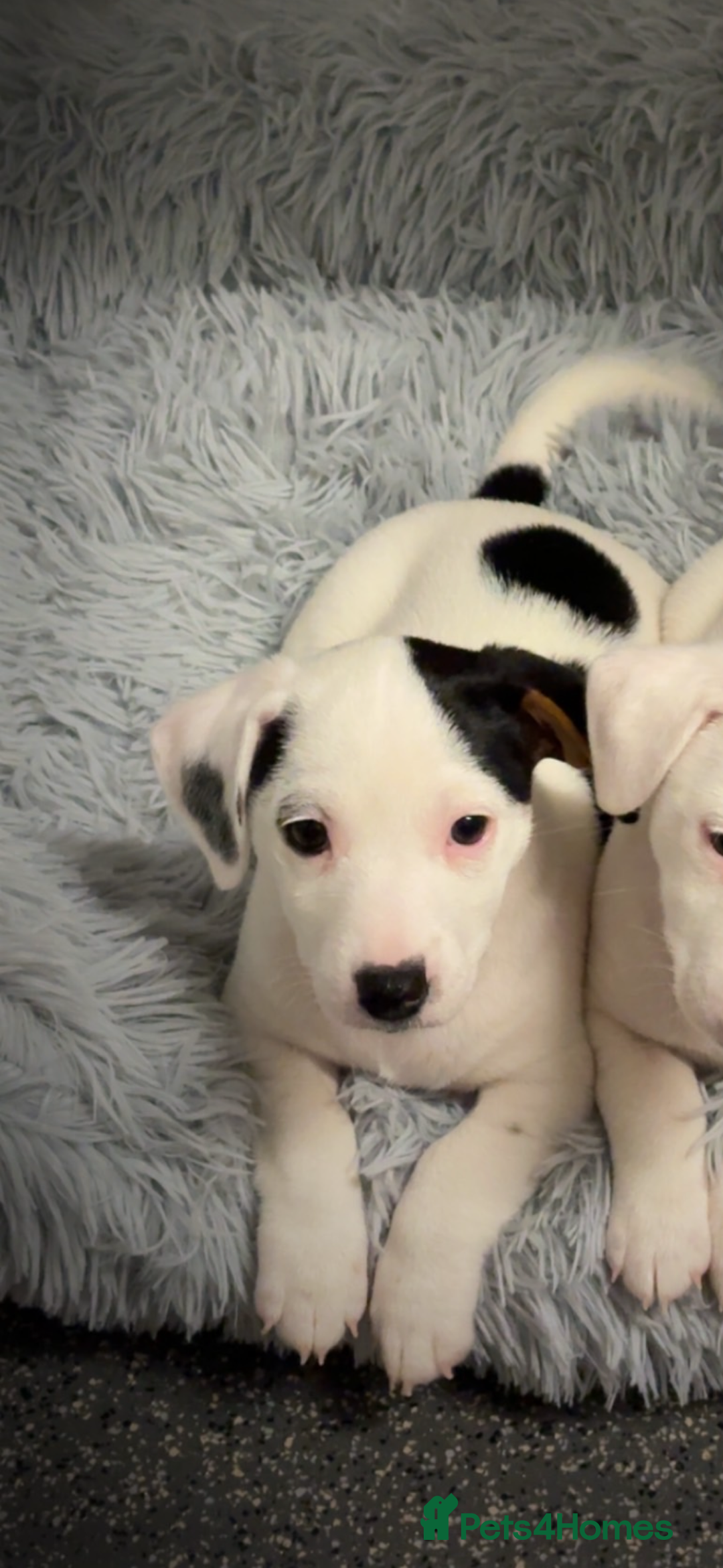 Jack Russell dogs for sale: Jack Russell Pups  - Advert 1