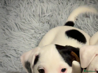 Jack Russell dogs Jack Russell Pups - Advert 3