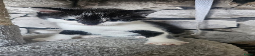 Russian Blue Kitten 1