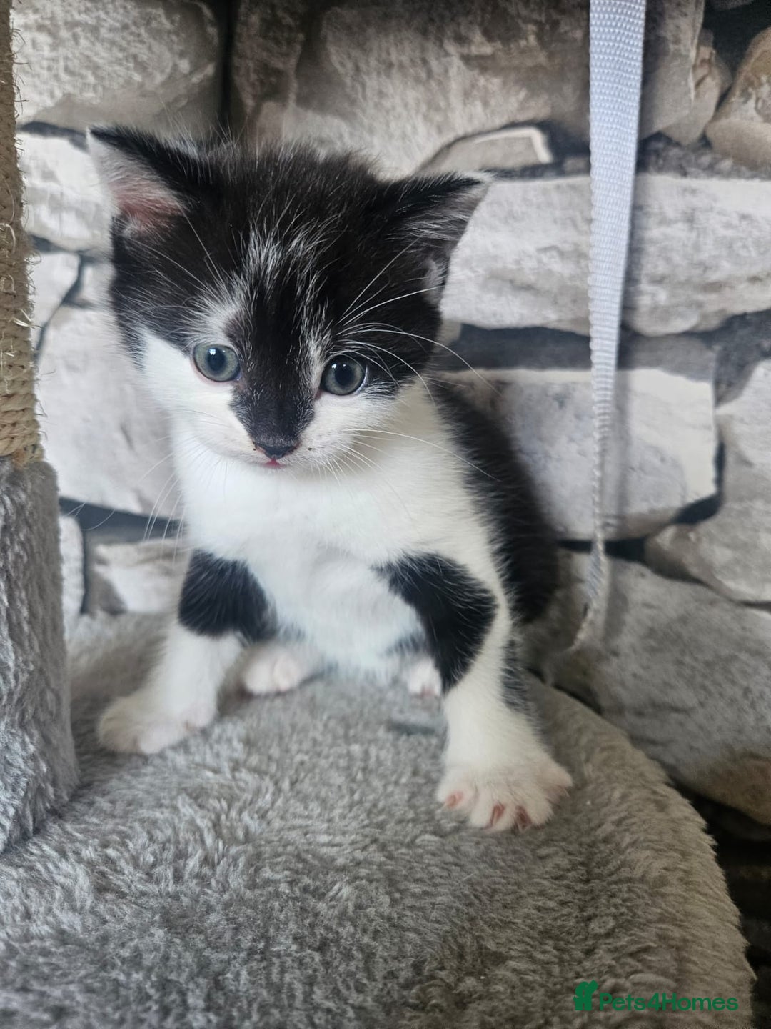 Russian Blue cats for sale: Russian blue mix  - Image 1