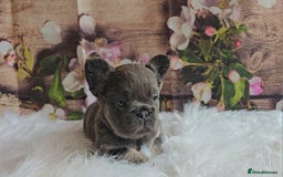 French Bulldog dogs for sale: Welcome to the Fluffy Crew 🥰 - Advert 18