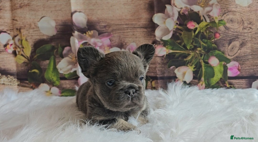 French Bulldog dogs for sale: Welcome to the Fluffy Crew 🥰 - Advert 18