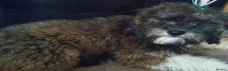 Poochon dogs for sale: Poochon puppies beautiful girls fully vaccinated  - Advert 5