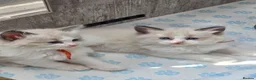 Ragdoll cats for sale: ​ Exceptional Ragdoll Kittens – Stunning Bicolor - Advert 1