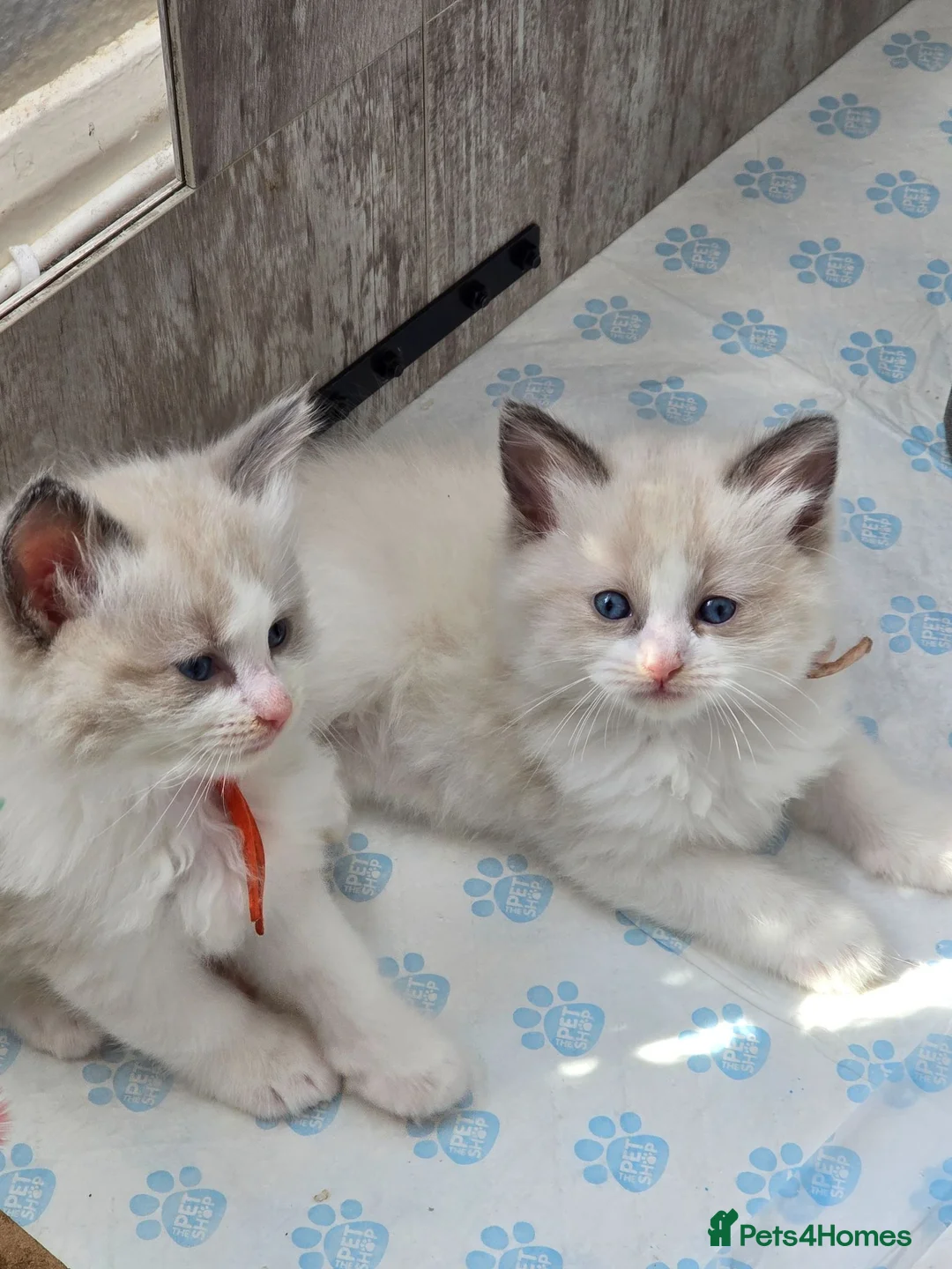 Ragdoll cats for sale: ​ Exceptional Ragdoll Kittens – Stunning Bicolor - Advert 1