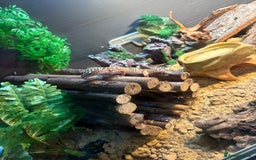 Leopard Gecko reptiles for sale: 6 month old leopard gecko and set up  - Image 6