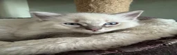 Ragdoll cats for sale: Male ragdoll - Advert 5