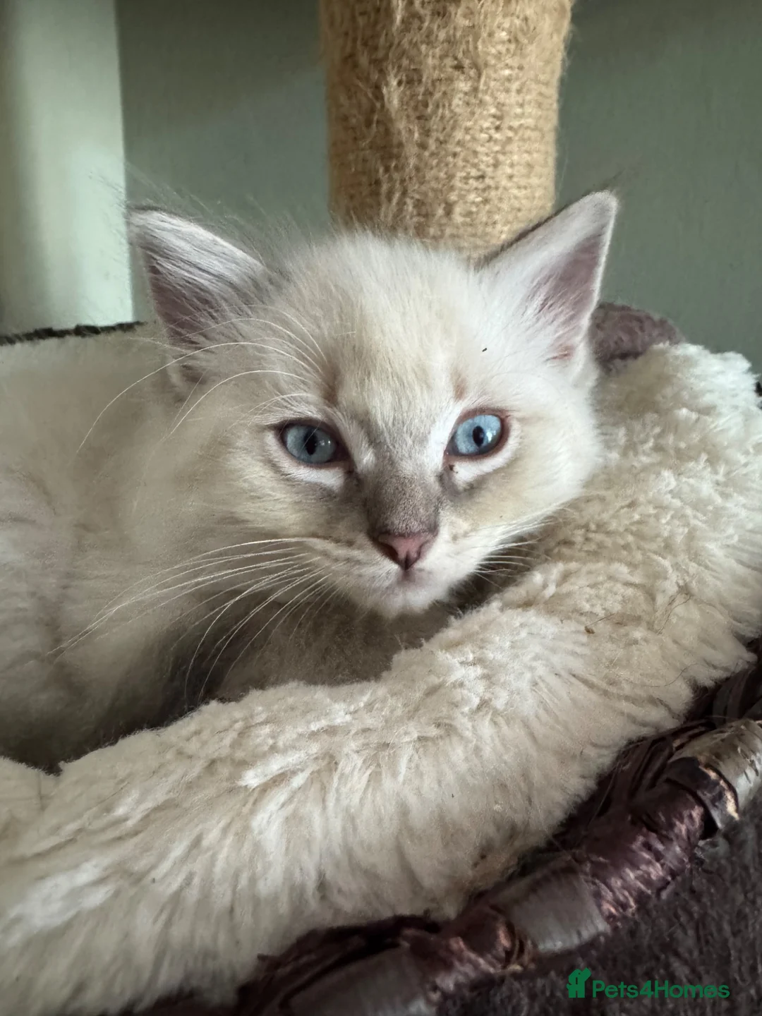Ragdoll cats for sale: Male ragdoll - Advert 5