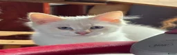 Siberian cats for sale: GORGEOUS REGISTERED SIBERIAN BOYS - Advert 14