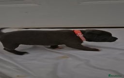 Staffordshire Bull Terrier dogs for sale: Blue staffs for sale £900 - Image 7