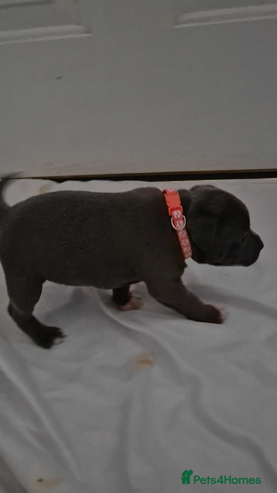 Staffordshire Bull Terrier dogs for sale: Blue staffs for sale £900 - Image 7