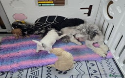 Miniature Poodle dogs for sale: SMALL SIZE MINIATURE PUPPIES RARE COLOUR DNA TEST - Image 17