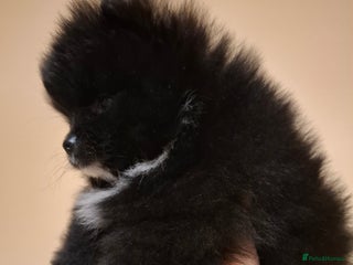 Pomeranian dogs Pomeranian puppies - Advert 6